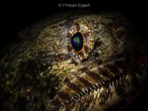 Rainbow in the eye... Giant Lizard fish by Philippe Eggert 
